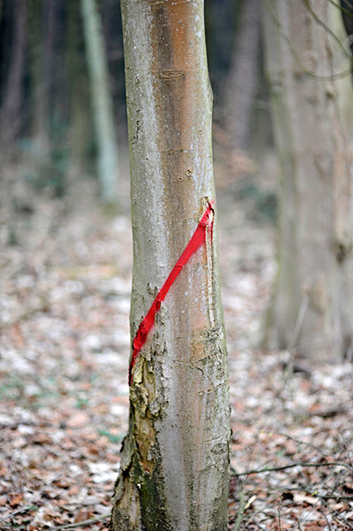 In pictures: cuts: woodlands surrounding Bad Lippspringe