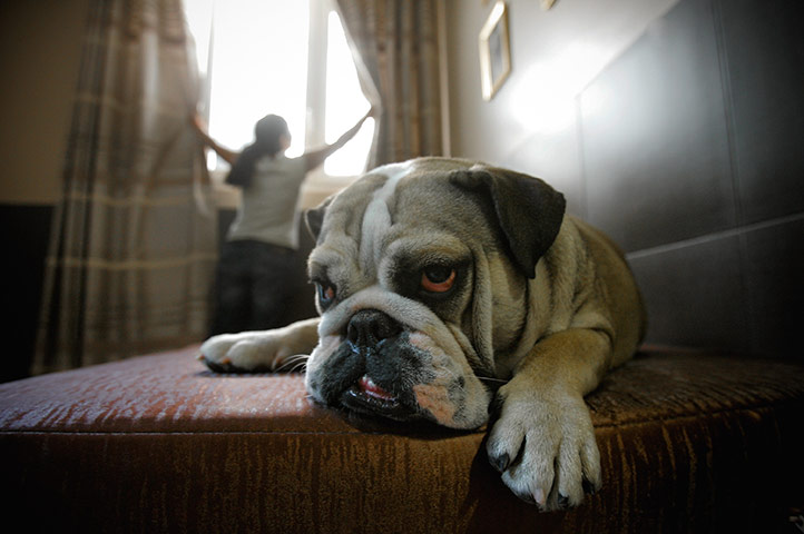 24 hours in pictures: Actuel Dogs 
