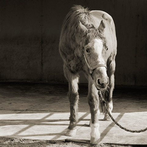 Old animals: Handsome One