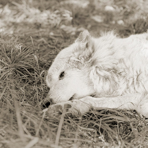 Old animals: Great Plains Wolf