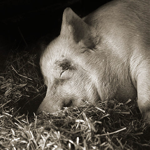 Old animals: Yorkshire Pig