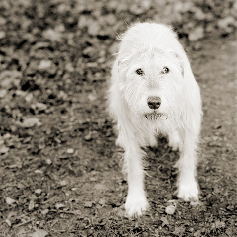 Old animals: Irish Wolfhound