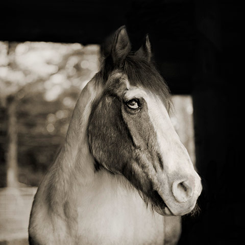 Old animals: American Quarter Horse