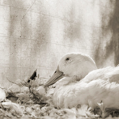 Old animals: White domestic duck