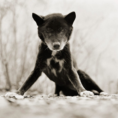 Old animals: Australian Kelpie