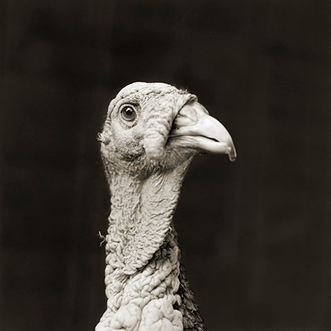 Old animals: Bronze Turkey