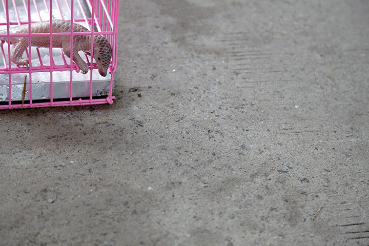 Week in wildlife: A newborn baby pangolin tries to get out of a cage 