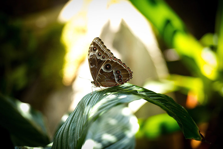 Week in wildlife: Butterfly House Opens at Lodz Zoo