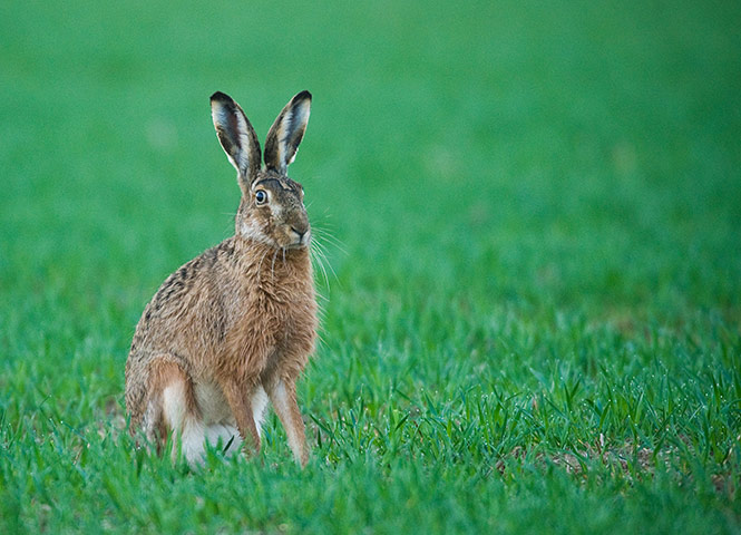 British Hare