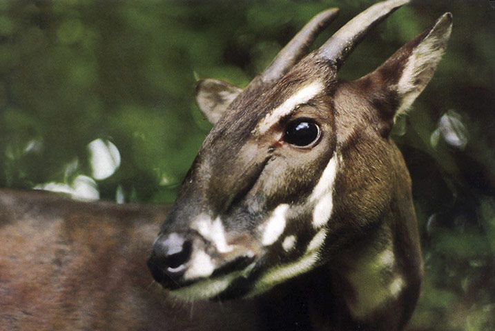 Week in wildlife: a saola pauses in the jungle of Vietnam