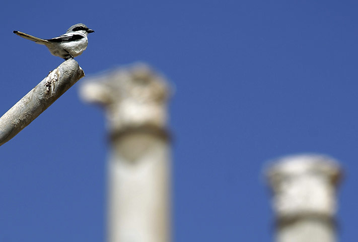 Week in wildlife: A bird perches on a pole at the ancient ruins of Leptis Magna