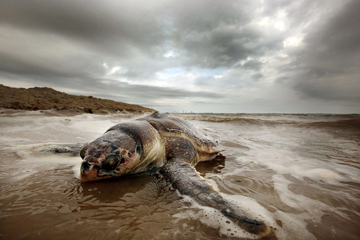 Week in wildlife: One Year Anniversary Of BP Oil Spill Approaches