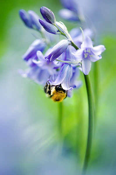 Week in wildlife: Green Shoots flickr group on Bluebells