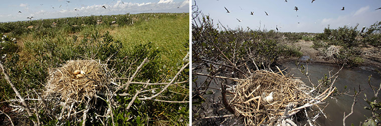 Week in wildlife: BP Deepwater Horizon oil spill