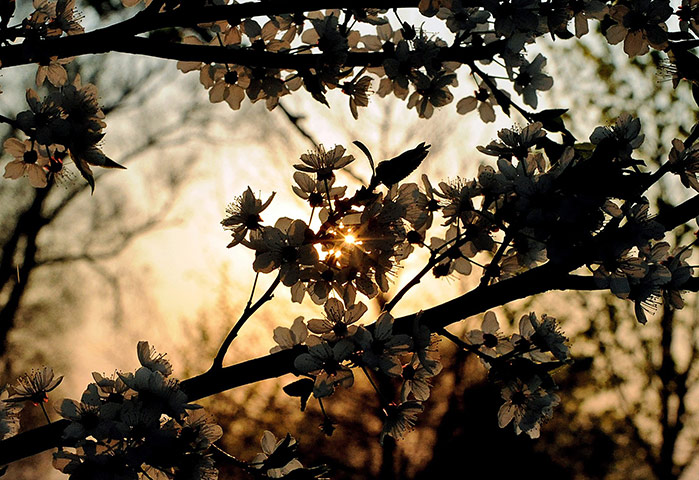 24 hours in pictures: Usti Nad Orlici, Czech Republic: Apple tree blossoms are silhouetted
