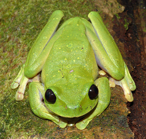 RAP: Conservation International (CI) led Rapid Assessment Program (RAP)