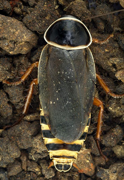 RAP: Conservation International (CI) led Rapid Assessment Program (RAP)