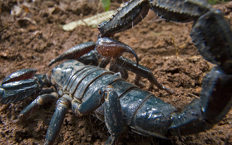 RAP: Conservation International (CI) led Rapid Assessment Program (RAP)