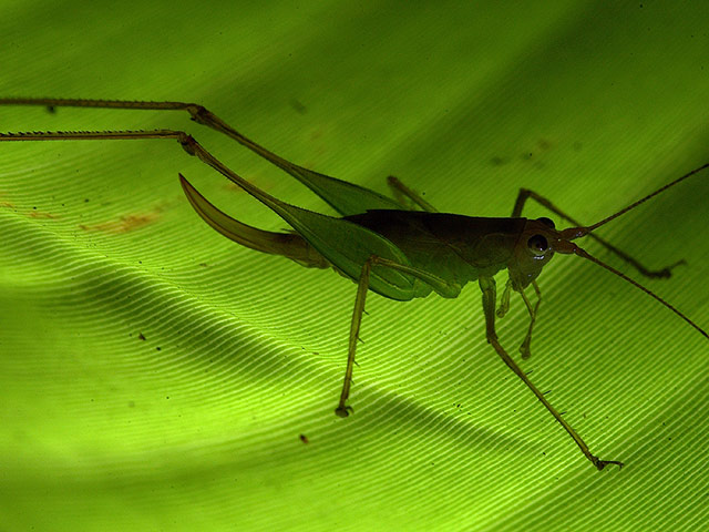 RAP: Conservation International (CI) led Rapid Assessment Program (RAP)