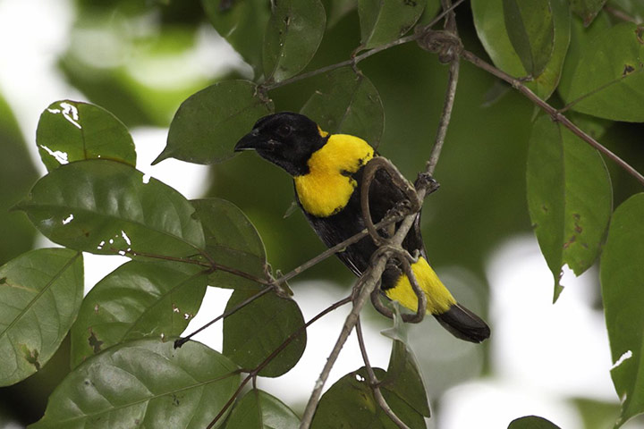 RAP: Conservation International (CI) led Rapid Assessment Program (RAP)