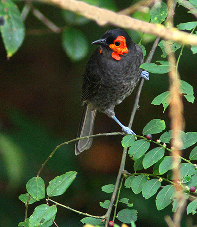 RAP: Conservation International (CI) led Rapid Assessment Program (RAP)