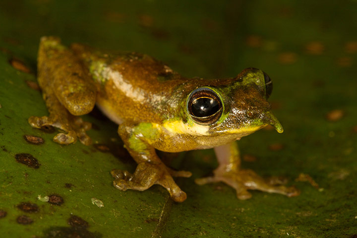 RAP: Conservation International (CI) led Rapid Assessment Program (RAP)