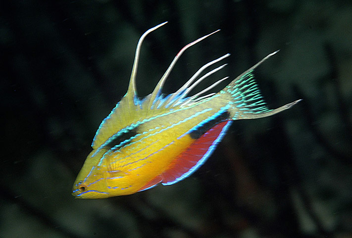 RAP: Conservation International (CI) led Rapid Assessment Program (RAP)