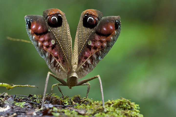 RAP: Conservation International (CI) led Rapid Assessment Program (RAP)