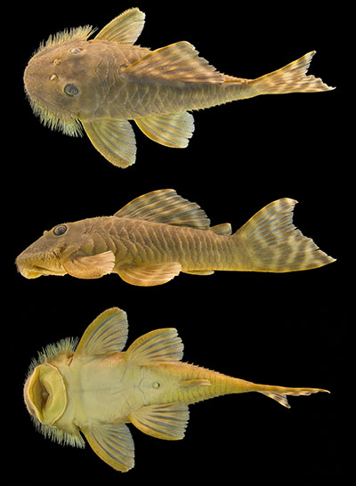 RAP: Conservation International (CI) led Rapid Assessment Program (RAP)