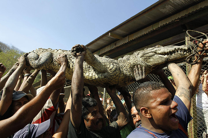 24 Hours: Men carry a crocodile after catching it in the Palma River