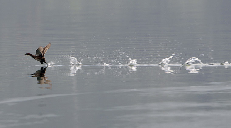 24 hours in pictures: A white duck attempts to take off across the water 