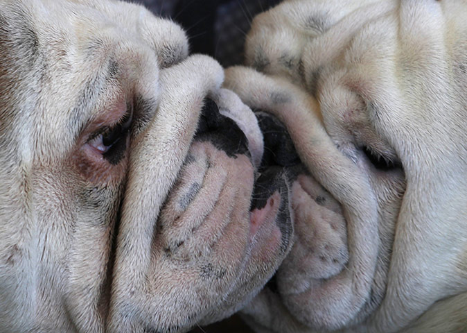 24 hours in pictures: English bulldogs at an international dog show in Hungary