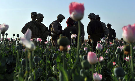 poppies afghanistan
