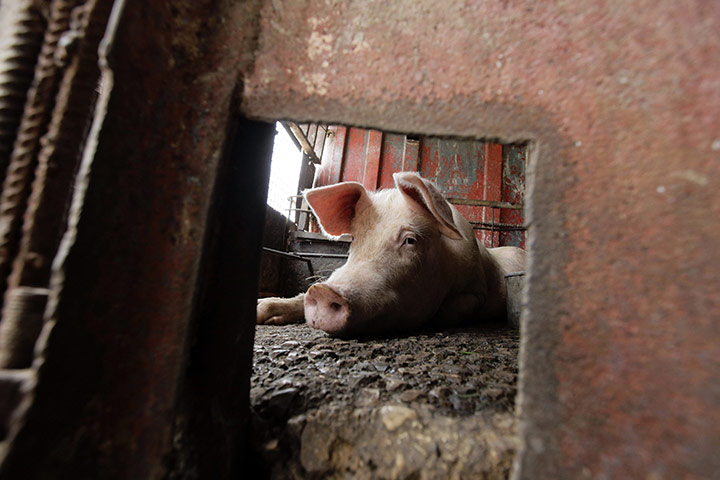 24 hours: A pig rests in its enclosure at a private farm in Havana