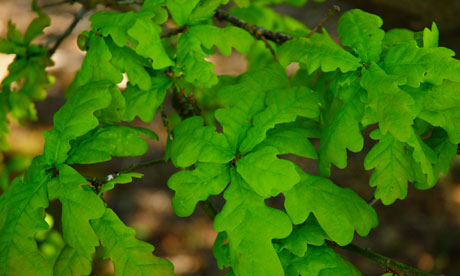 Young-Oak-Leaves-007.jpg