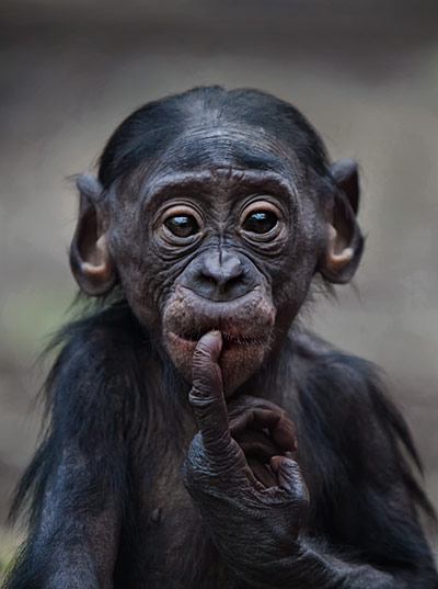 Great Apes: Kelele the bonobo at Frankfurt Zoo