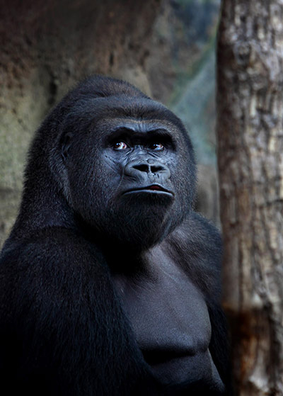 Great Apes: Up Close With Frankfurt Zoo's Great Apes