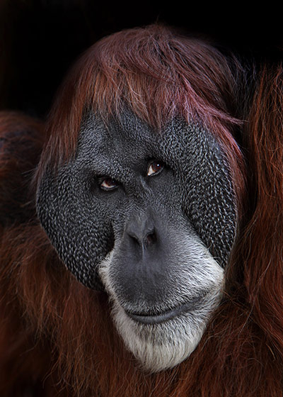 Great Apes: Up Close With Frankfurt Zoo's Great Apes