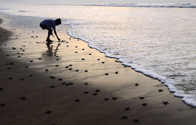 24 hours in pictures : newly hatched baby Olive Ridley turtle enters the Bay of Bengal