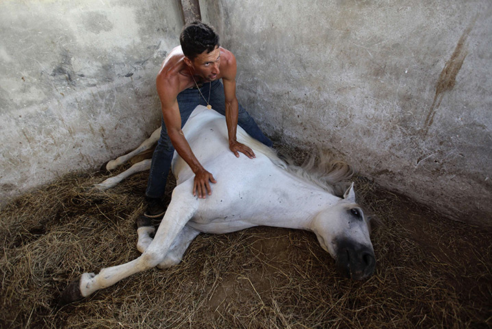 24 hours in pictures : A farmer works on breaking a horse in a stable  in Havana