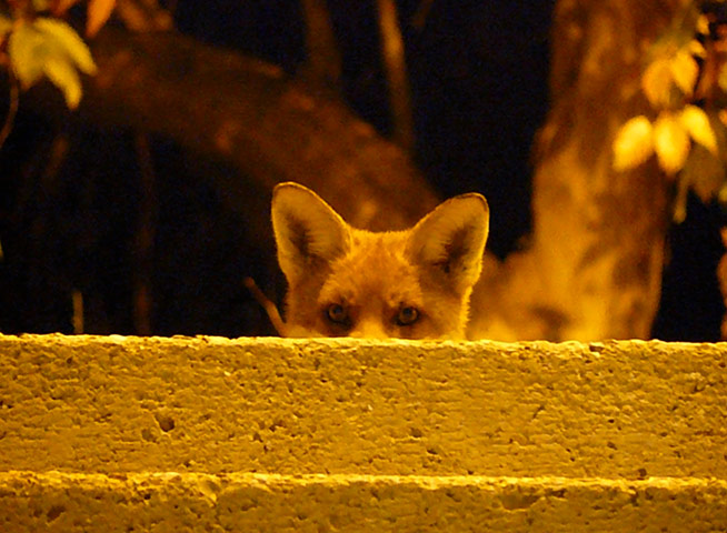 In pictures: voyeurism: watching fox