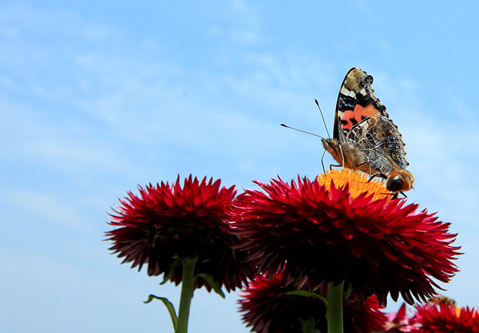 Week in Wildlife: butterfly in Nepal