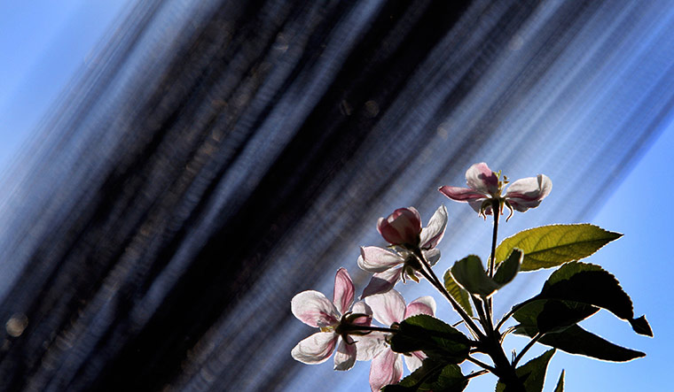 Week in Wildlife: An apple blossom 