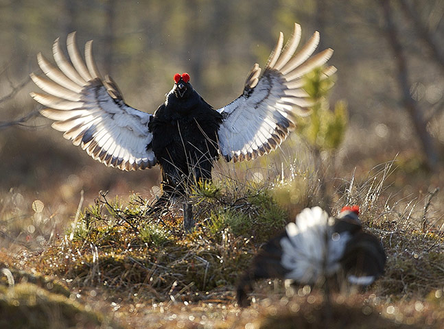 Week in Wildlife: Black grouses court at a mating ground in a marsh in the Berezinsky reserve