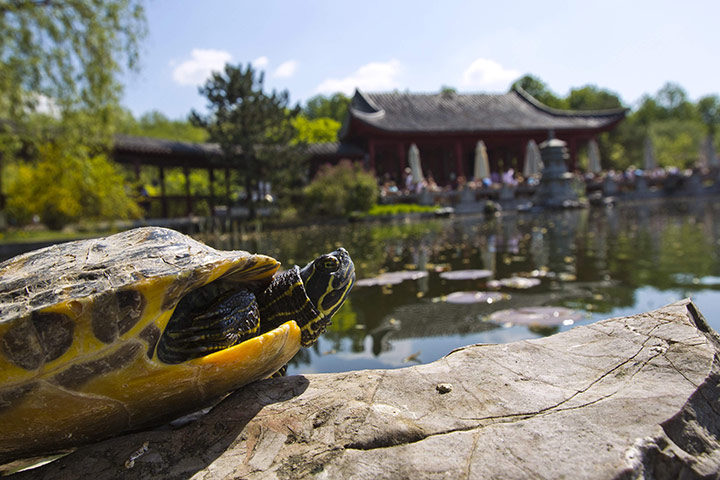 Week in Wildlife: A turtle perches on a stone in the Japanese Garden in Berlin