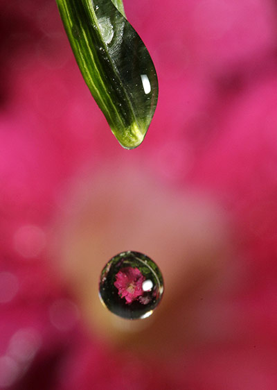 Week in Wildlife: A petunia is seen through a raindrop falling off a leaf 