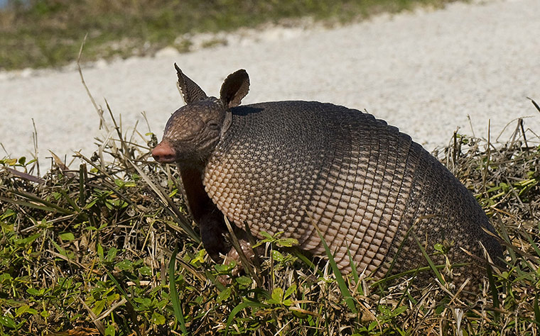 Week in Wildlife: An armadillo 