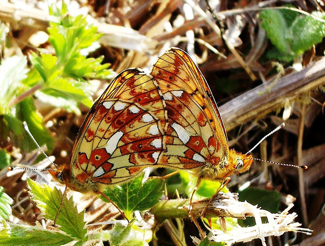 Week in Wildlife: pearl bordered fritillaries