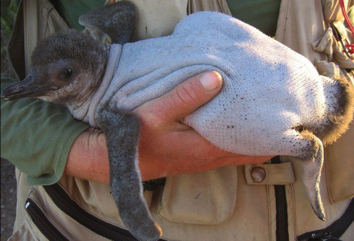 week in wildlife: A featherless Magellanic penguin chick