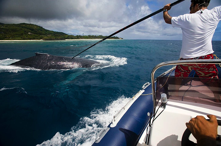 week in wildlife: humpback being fitted with satellite transmitter